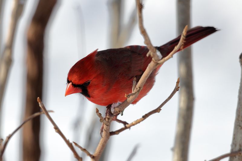 cardinal 092.jpg