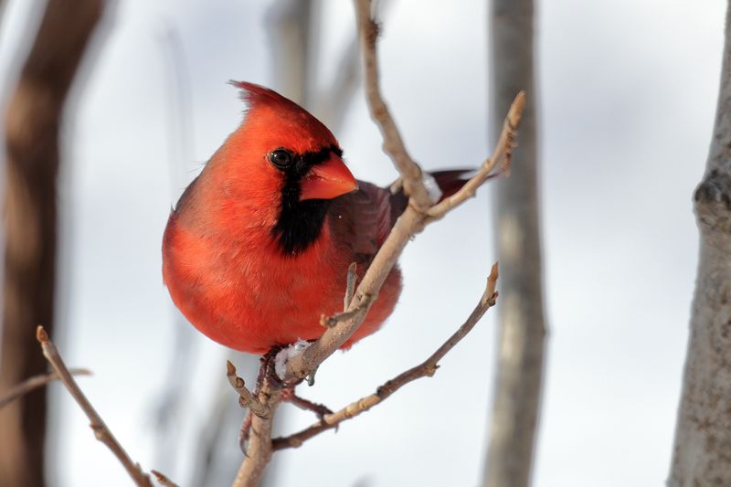 cardinal 093.jpg