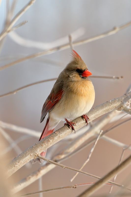 cardinal 094.jpg