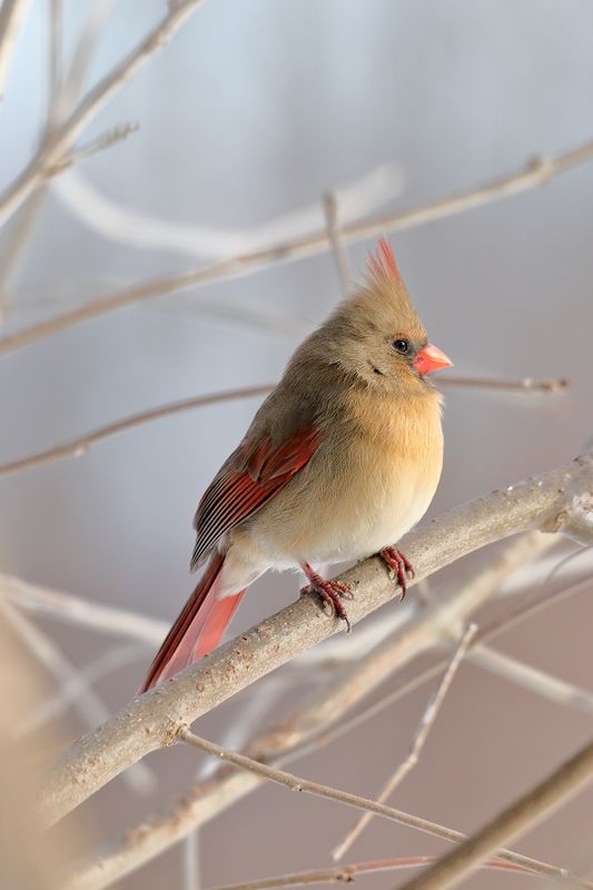 cardinal 095.jpg