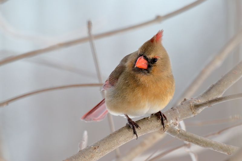 Northern Cardinal