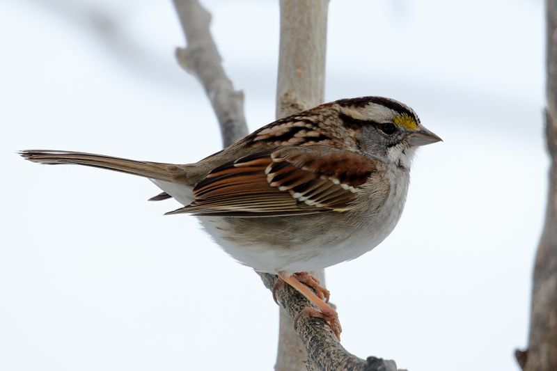 white throated sparrow 046.jpg