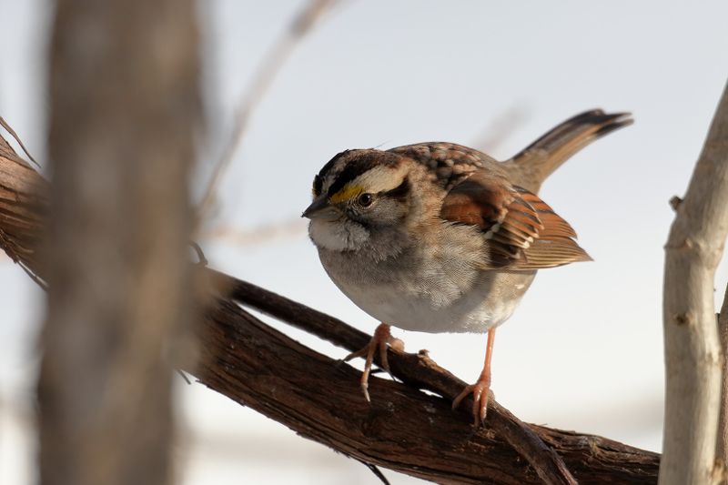 White-throated Sparrow