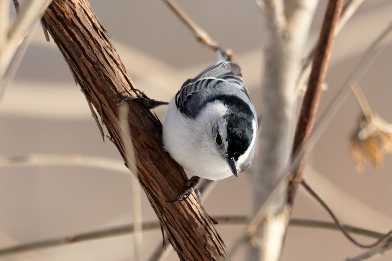White-breasted Nuthatch