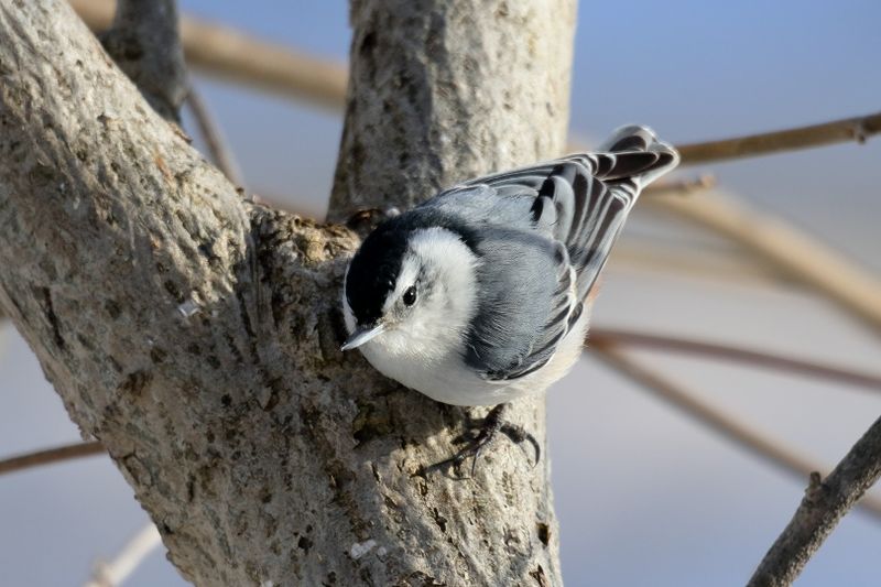 white-breasted nuthatch 088.jpg