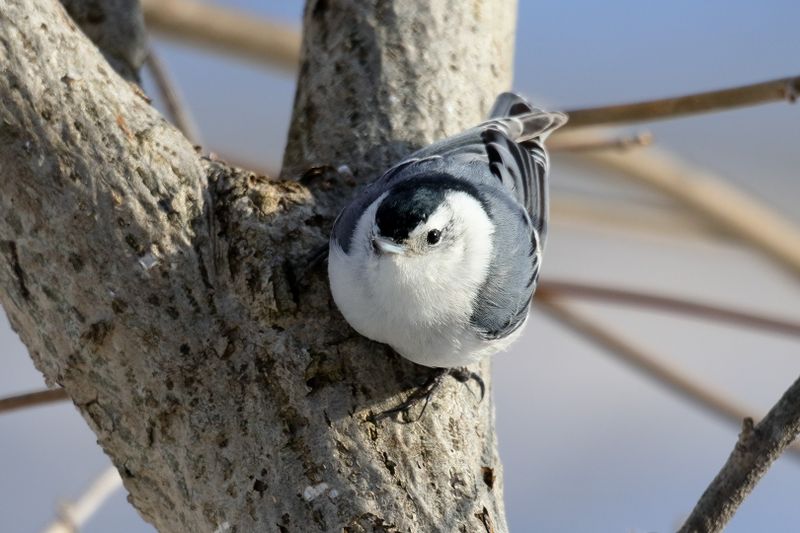 white-breasted nuthatch 087.jpg