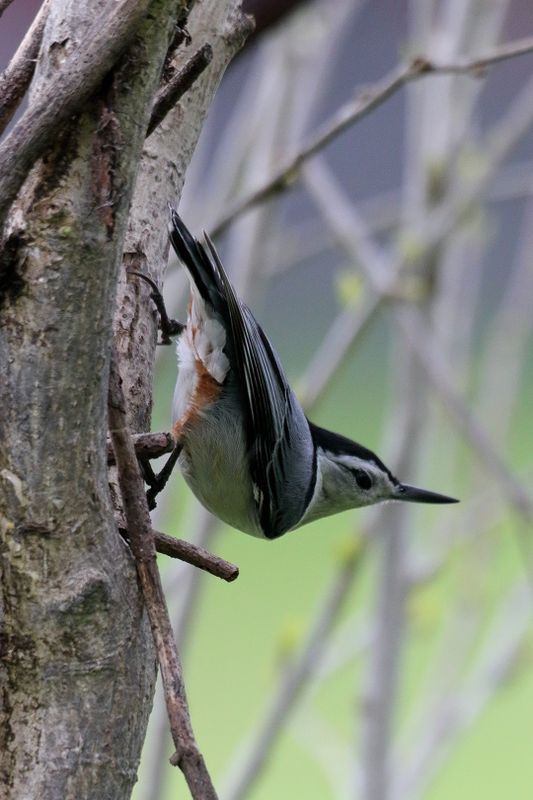 white-breasted nuthatch 086.jpg