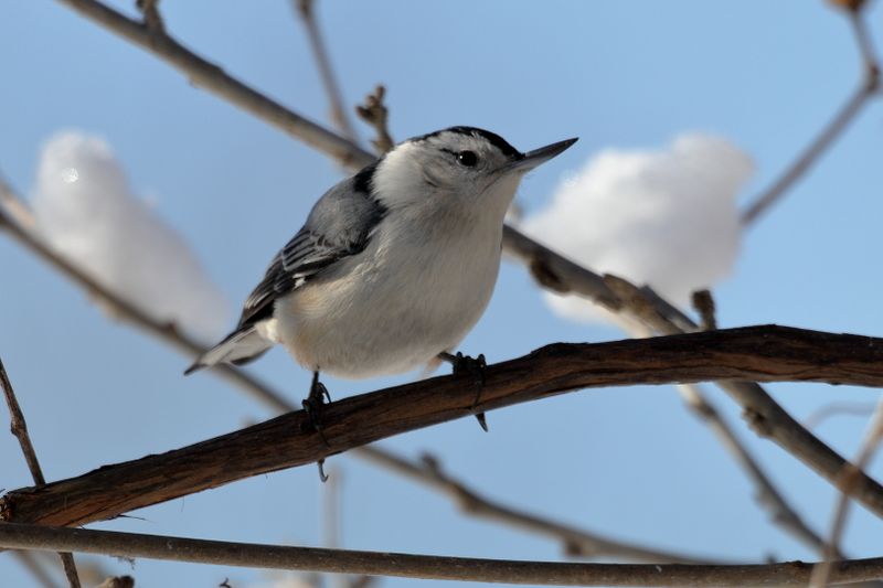 white-breasted nuthatch 085.jpg