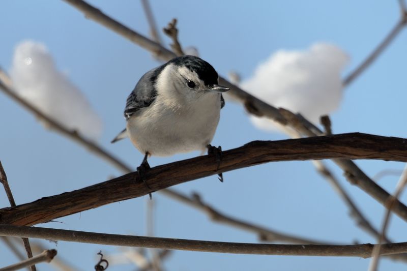white-breasted nuthatch 084.jpg