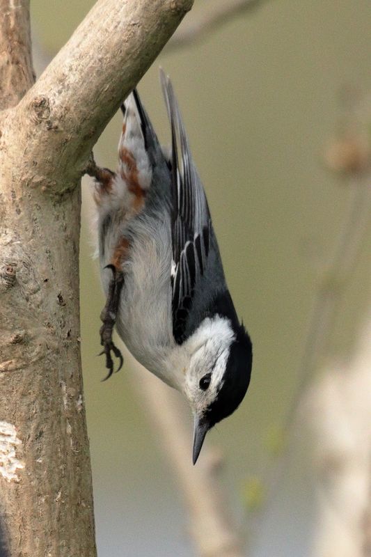 white-breasted nuthatch 083.jpg