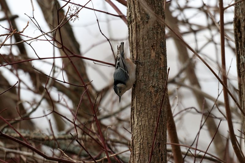 white-breasted nuthatch 082.jpg