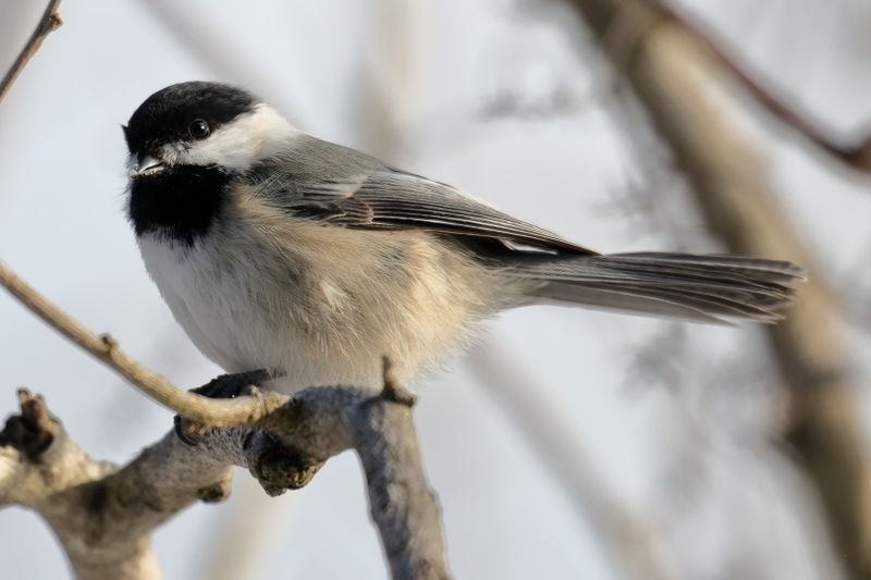Black-capped Chickadee
