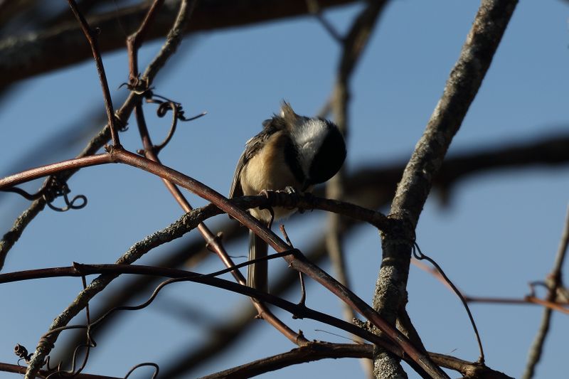chickadee 104.jpg
