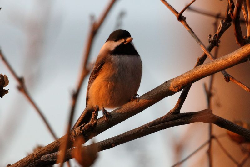 chickadee 103.jpg