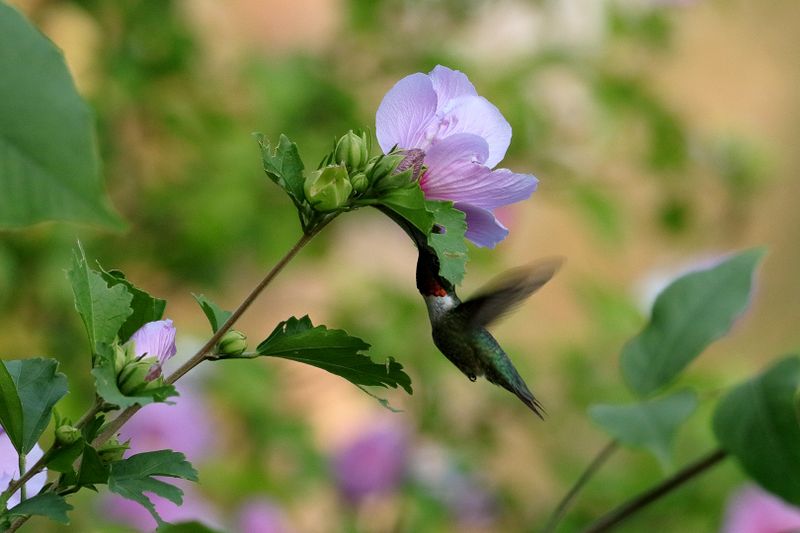 Ruby-throated Hummingbird