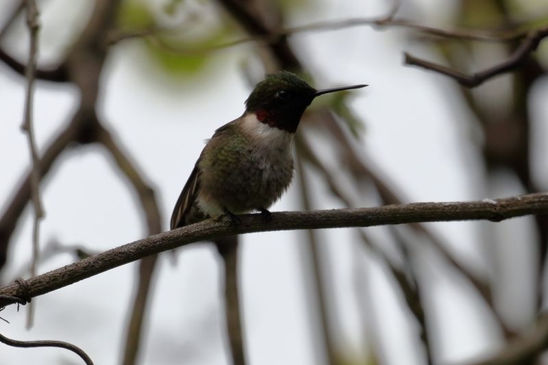 ruby-throated hummingtbird 032.jpg