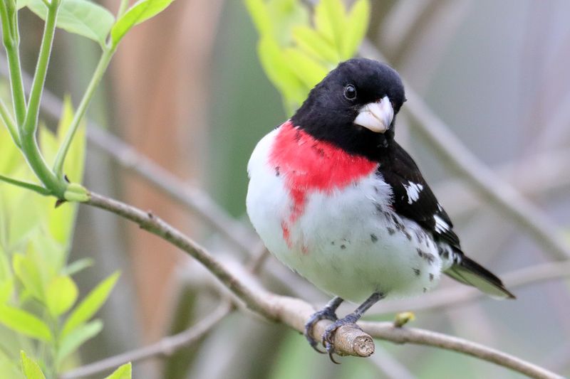 rose-breasted grosbeak 004.jpg