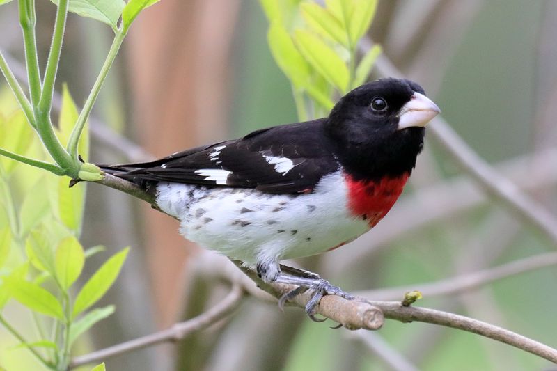 rose-breasted grosbeak 003.jpg