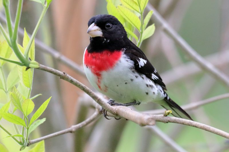 rose-breasted grosbeak 002.jpg