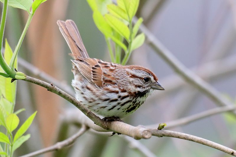 Song Sparrow