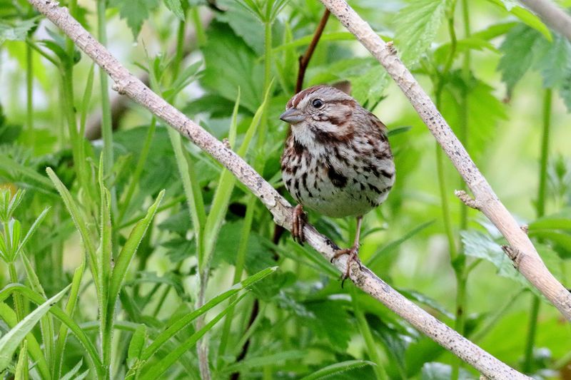 song sparrow 009.jpg