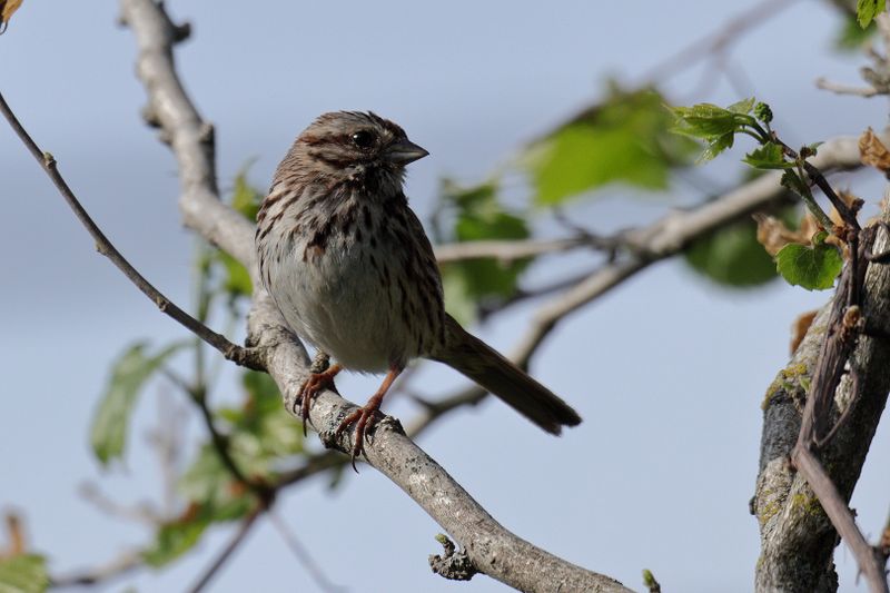 song sparrow 008.jpg