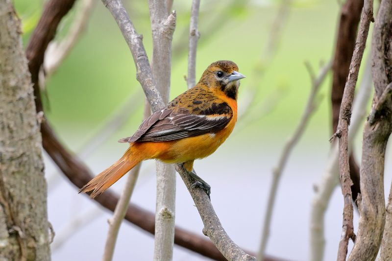 Baltimore Oriole