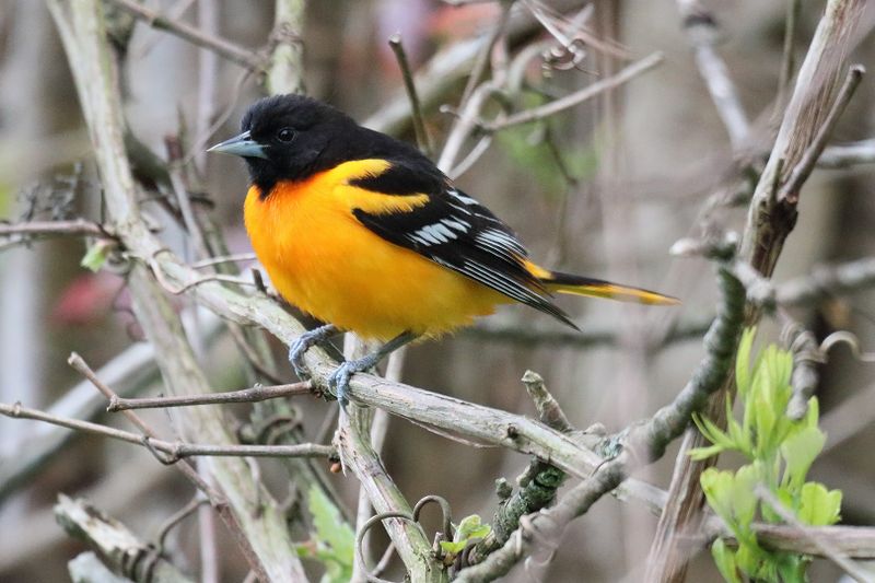 baltimore oriole 008.jpg