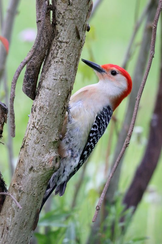 Red-bellied Woodpecker
