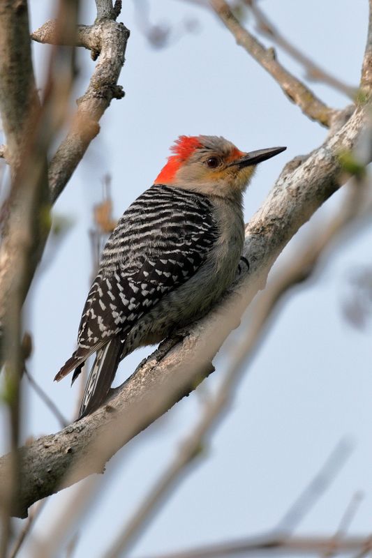 red-bellied woodpecker 057.jpg