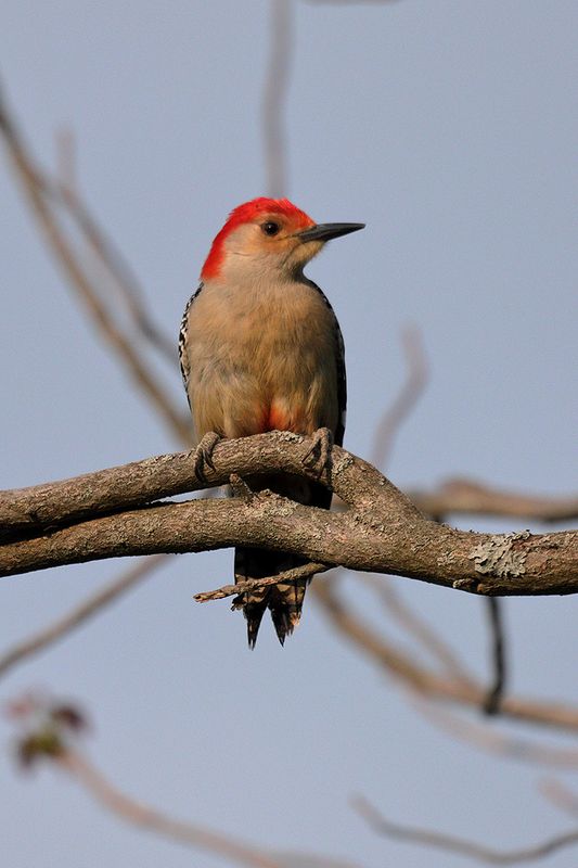 red-bellied woodpecker 056.jpg