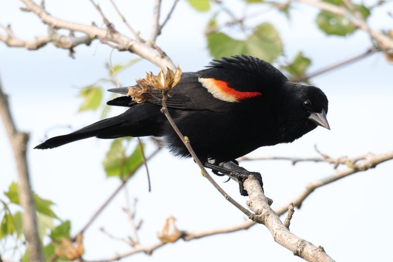 red-winged blackbird 004.jpg