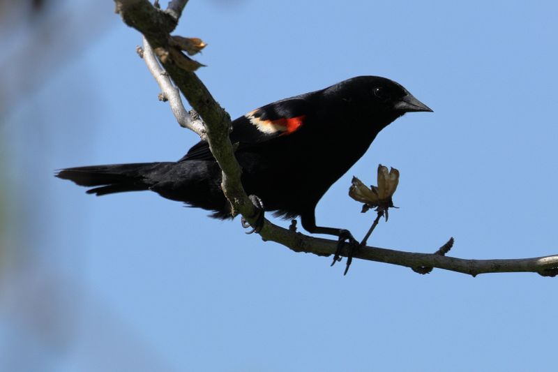 red-winged blackbird 003.jpg