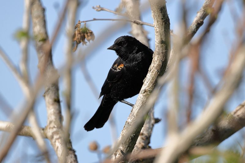 red-winged blackbird 002.jpg