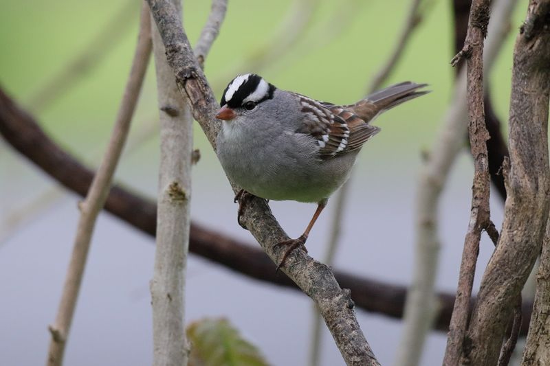 White-crowned Sparrow