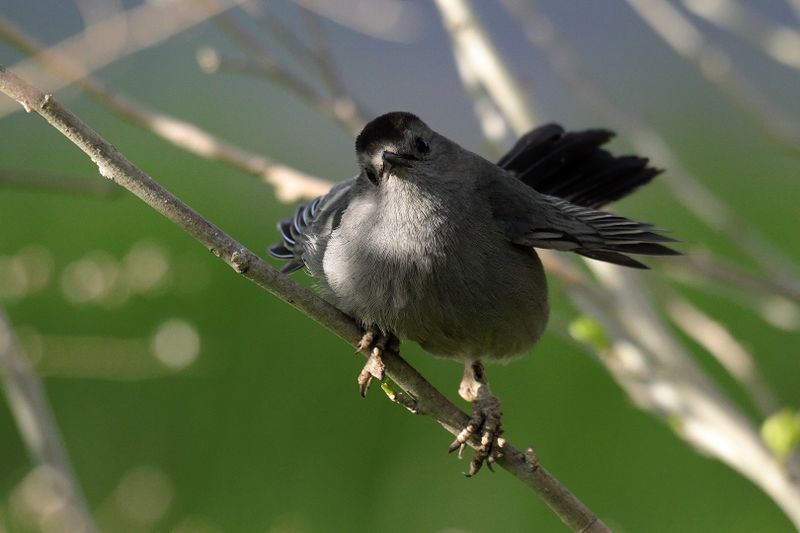 gray catbird 024.jpg