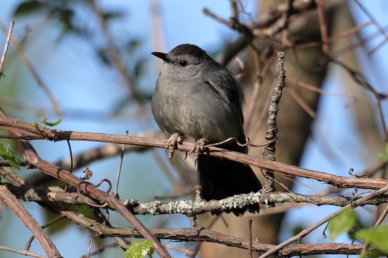 gray catbird 025.jpg