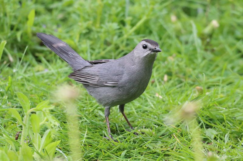 gray catbird 026.jpg