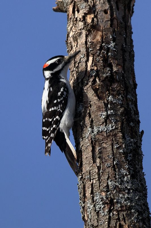 Hairy Woodpecker