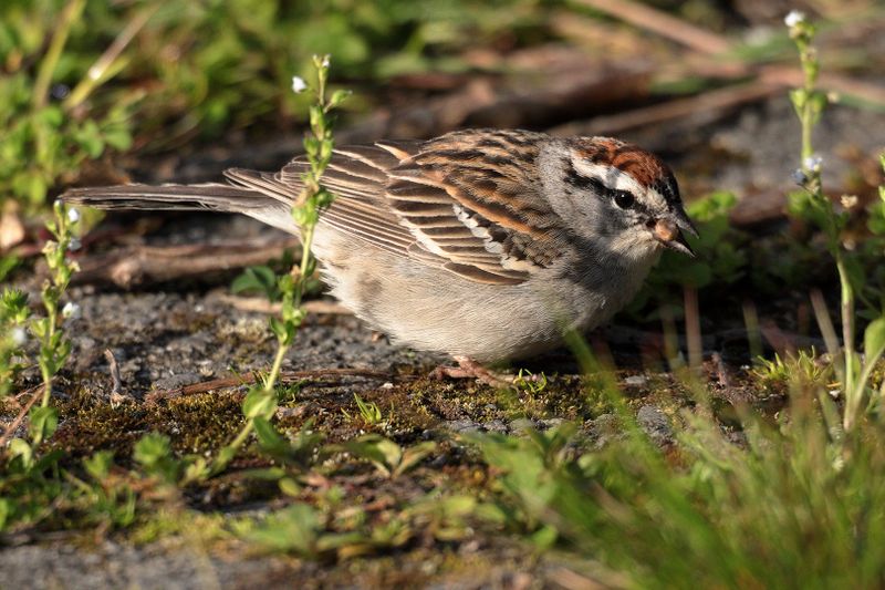 chipping sparrow 018.jpg