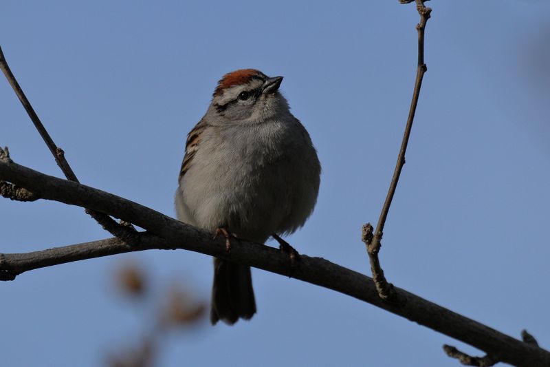 chipping sparrow 020.jpg