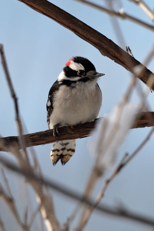 Downy Woodpecker