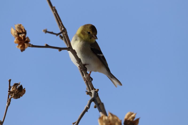 goldfinch 134.jpg