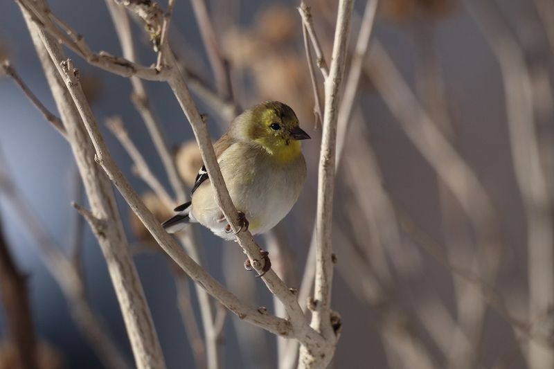 goldfinch 135.jpg