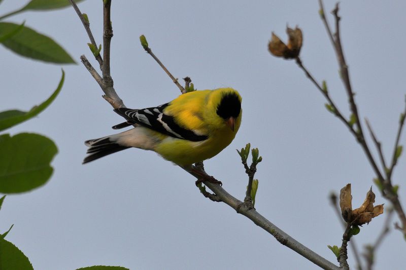 goldfinch 136.jpg