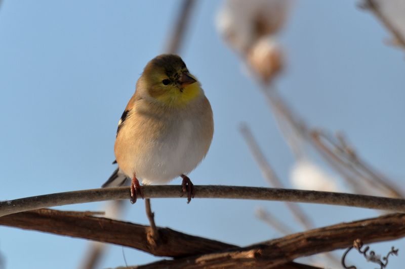 goldfinch 137.jpg