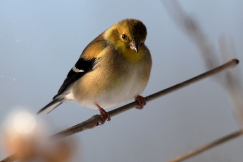 goldfinch 138.jpg