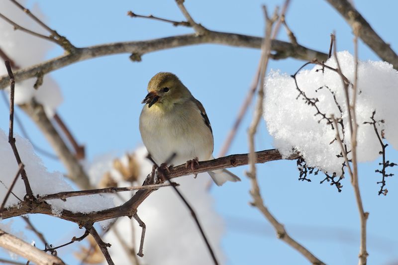 American Goldfinch
