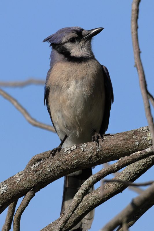 blue jay 042.jpg
