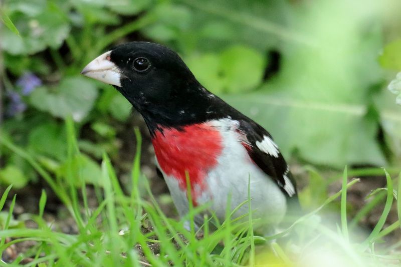 Rose-breasted Grosbeak